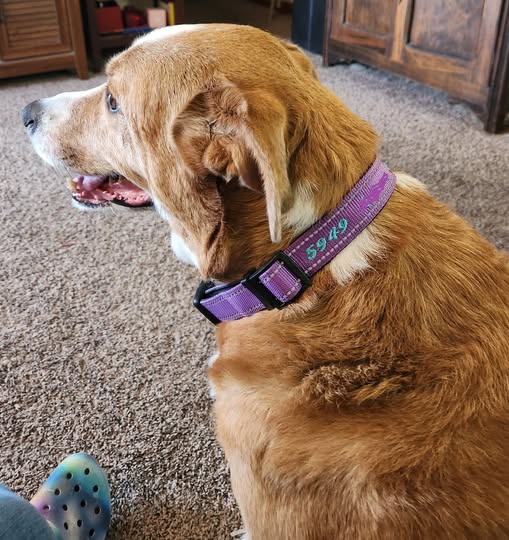 Custom Embroidered Large Dog Collar - Black